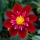 La dalia, una flor mexicana que ayuda a no subir de peso
